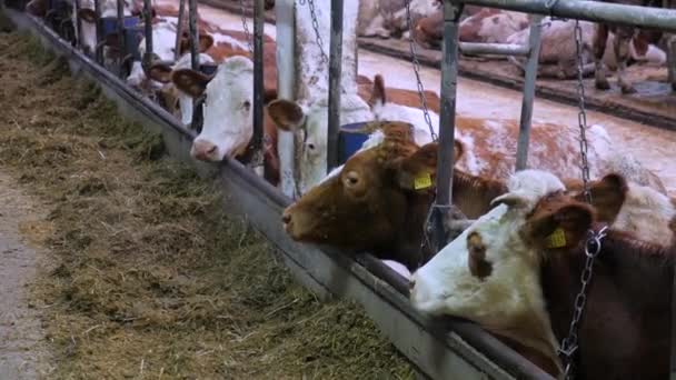 Vacas en el establo comiendo heno y ensilado — Vídeo de stock