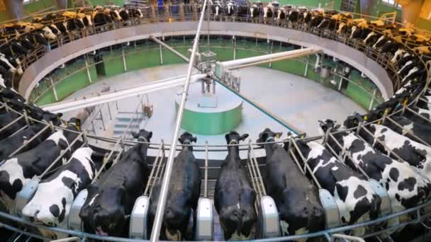 Vacas leiteiras na máquina de ordenha. Equipamento automatizado para a exploração leiteira de vacas leiteiras . — Vídeo de Stock