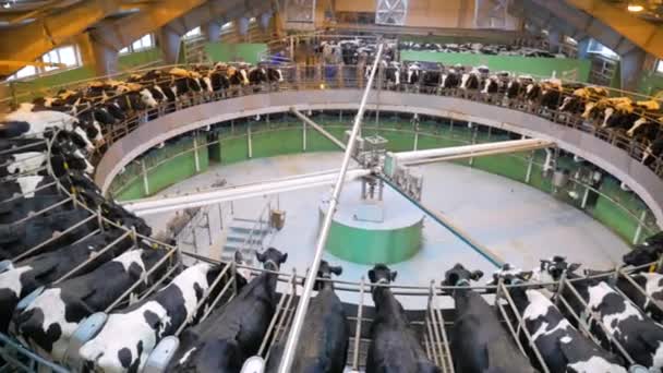 Vacche da latte sulla mungitrice. Attrezzature automatizzate per la mungitura delle vacche da latte . — Video Stock