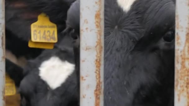 Jonge zwart-witte stieren buiten. Kijk naar de camera. close-up — Stockvideo