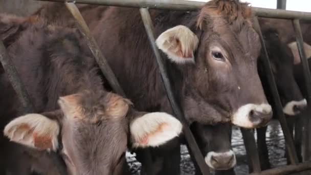 Braune Schweizer Almkuh beim Fressen im Stall. Nahaufnahme — Stockvideo