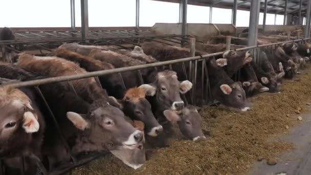 Brown vaca alpina suiza comiendo en el establo . — Vídeos de Stock