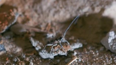 Barbel böceği uzun antenini hareket ettirir ve düşmanı korkutur. Kabuk böceği. Cerambycidae