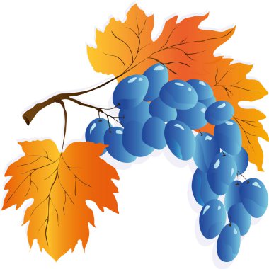 Sonbahar Yaprakları Ayarlandı, Vektör İllüstrasyonu