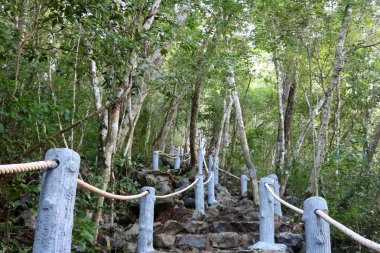 Doğal yollar dağda ormandaki.
