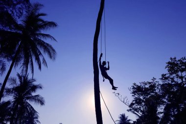 Hindistan cevizi ağaçları sabah adam. 17 Mart 2016 Tayland.