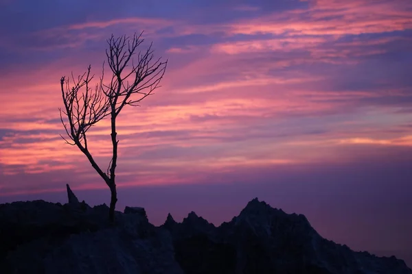 Leafless tree with purple sky on the mountain — Stock Photo, Image