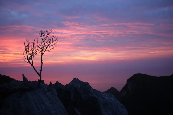 Leafless tree with purple sky on the mountain — Stock Photo, Image