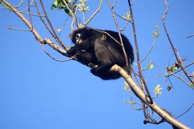 Duskey yeme Langur ağaçlarda yaprak.