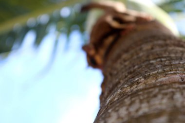 Sincap gökyüzü ile bulanık görüntüleri.