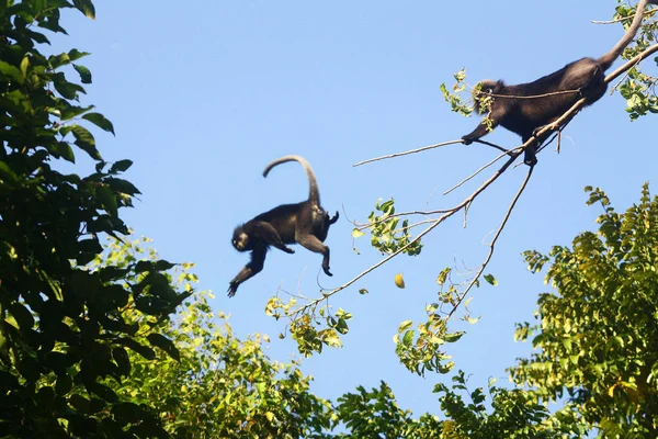 Liść, małpa skoki z drzewa. — Zdjęcie stockowe
