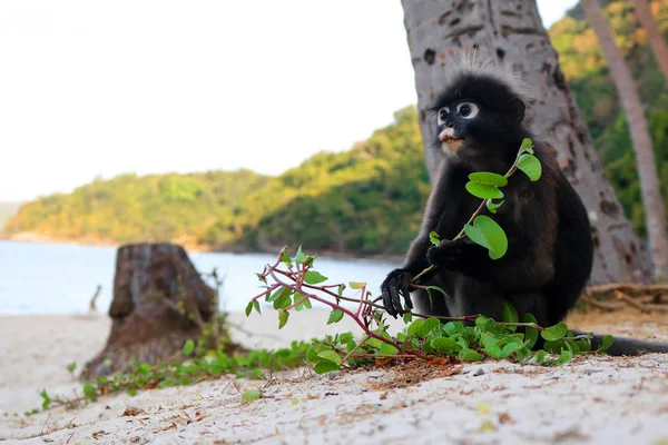 Monkey eat leaves on the beach.