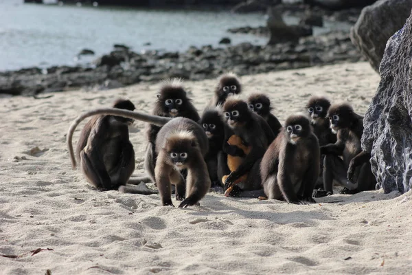 Rodzina małpa na plaży. — Zdjęcie stockowe