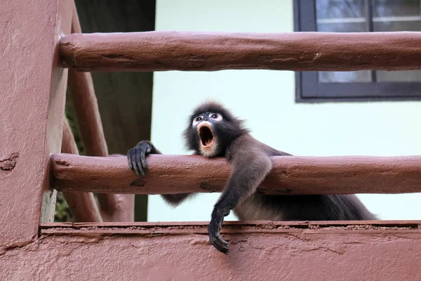 Листя Мавпи зяючі на терасі . — стокове фото