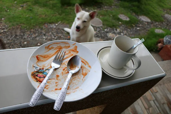 Hund wartet auf Frühstück. — Stockfoto