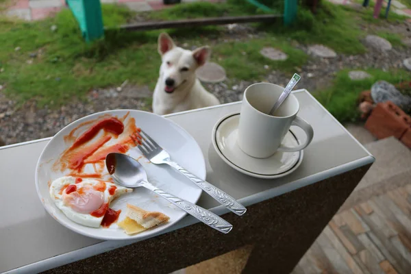 Hund wartet auf Frühstück. — Stockfoto