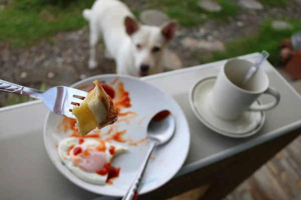 Hund wartet auf Frühstück. — Stockfoto