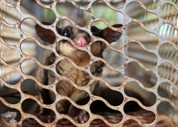 Wild animals in cages. — Stock Photo, Image