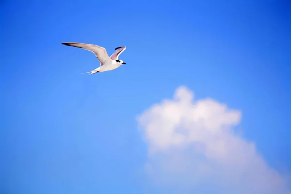 Seagull flying against the blue sky. — Stock Photo, Image