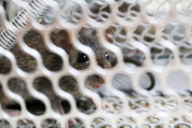 Bir fare kapanı köstebeğiyle.