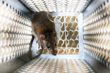 Bir fare kapanı köstebeğiyle