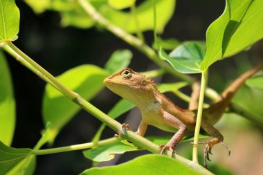 Bukalemun ağaçlarda.