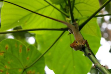 Bukalemun ağaçlarda.