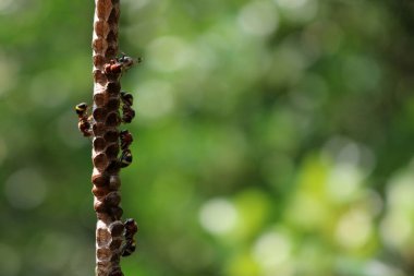 Yuva üzerinde küçük arı.