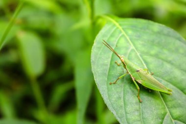 Üzerindeki yaprak güzel çekirge.