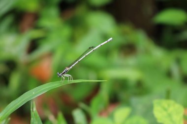 Küçük yusufçuk beyaz uzun kuyruk.