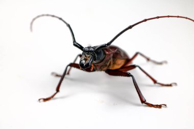 Beyaz arka planda Scarab.