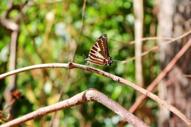 Zincir Swordtail kelebekler dallarda levrek.
