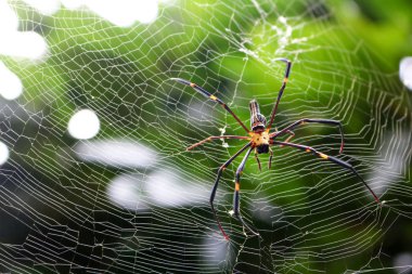 Bahçedeki böcekler ile örümcek.