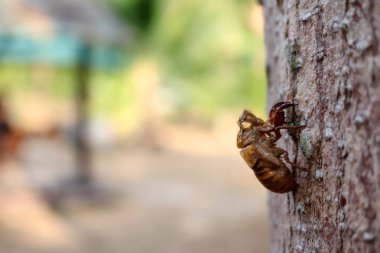 Ağustosböceği bahçede deri değiştirme. 