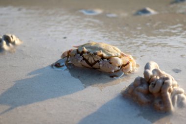 Kuma Yengeç gömülü.