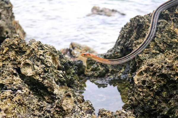 Glissière de serpent le long de la mer . — Photo