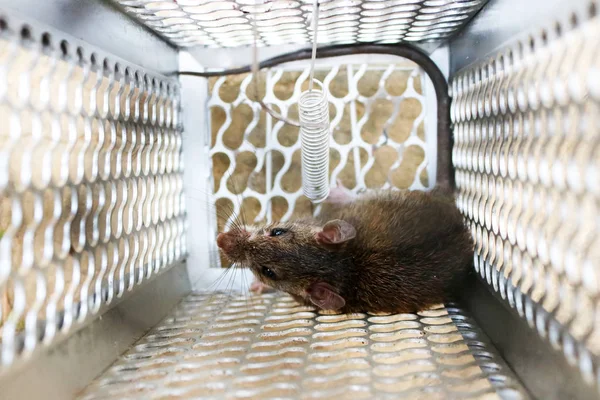 Bir fare kapanı köstebeğiyle