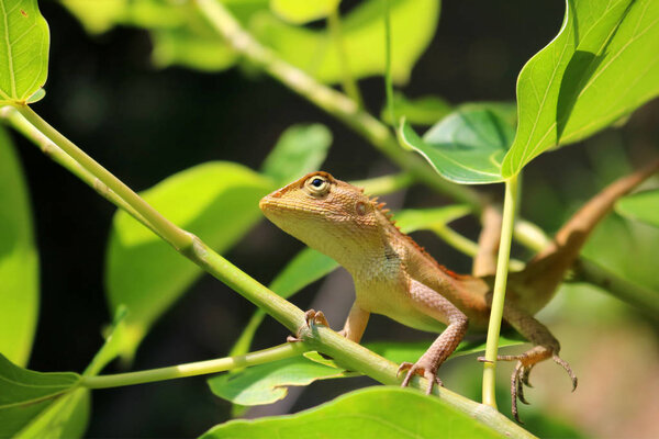 Хамелеон на деревьях
.
