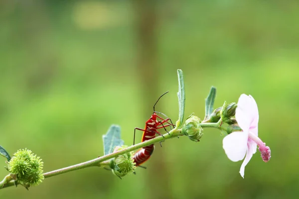 昆虫および花. — ストック写真