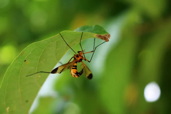 Belle vespe pungono sotto le foglie verdi . — Foto Stock