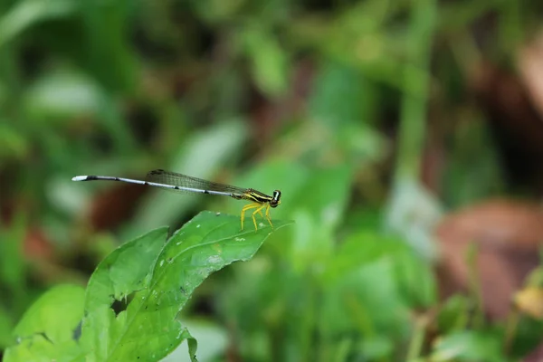 Little dragonfly bílý dlouhý ocas. — Stock fotografie