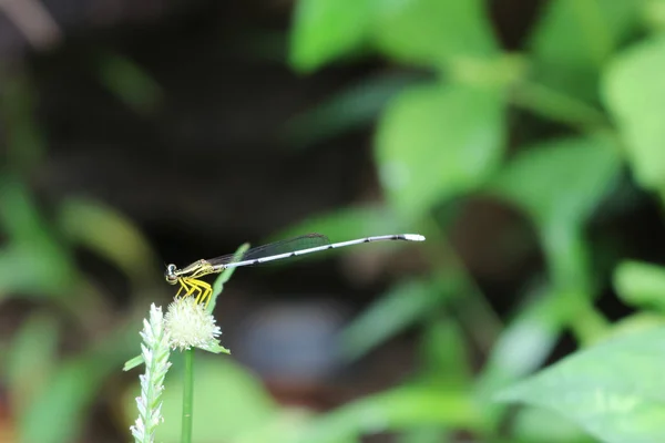 Kleine Libelle weißer Langschwanz. — Stockfoto