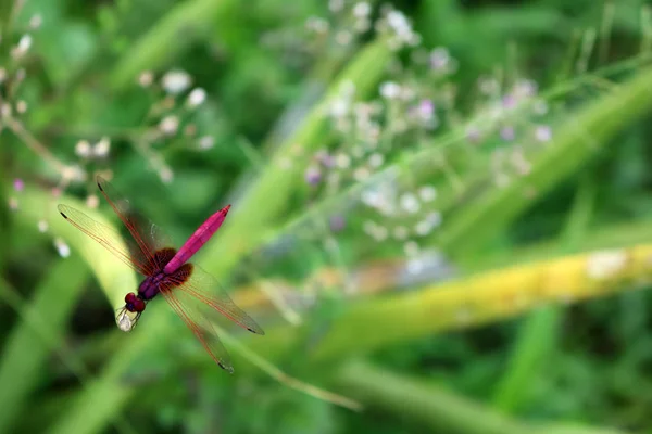 Schöne lila rote Libelle. — Stockfoto