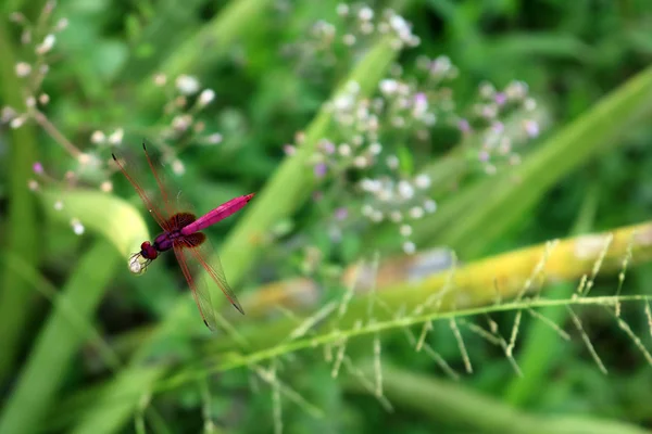 Schöne lila rote Libelle. — Stockfoto
