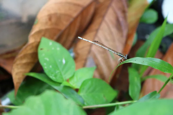 Kleine Libelle weißer Langschwanz. — Stockfoto