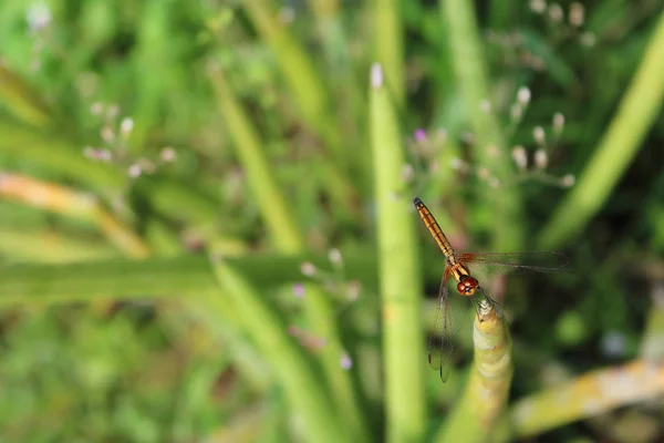 Krásné hnědé dragonfly. — Stock fotografie
