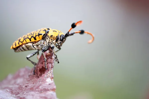 Bellissimo scarabeo giallo . — Foto Stock