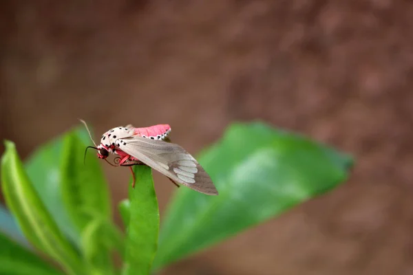 Różowy motyl na liściu. — Zdjęcie stockowe