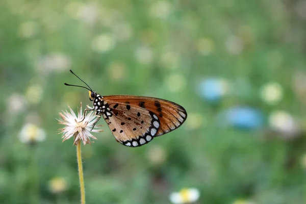 Красивая коричневая бабочка на цветке . — стоковое фото