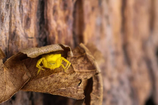 La petite araignée jaune, chasseur de papillons . — Photo